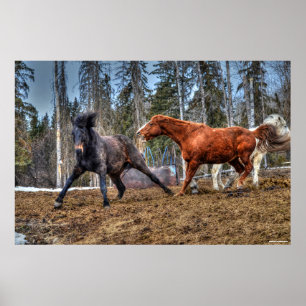 Póster Dos caballos jugando a la caza de caballos Ranch E