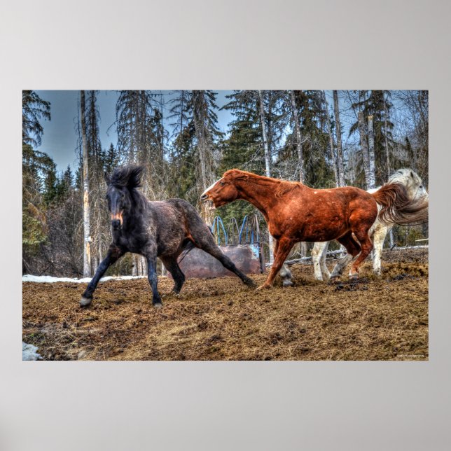 Póster Dos caballos jugando a la caza de caballos Ranch E (Frente)