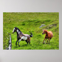 Dos caballos jugando a la caza de caballos Ranch E
