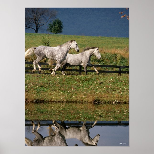 Póster Dos caballos Percheron Gris Dapple corriendo (Frente)