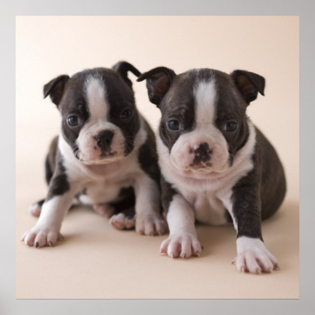 Póster Dos cachorros de Boston Terrier (Frente)