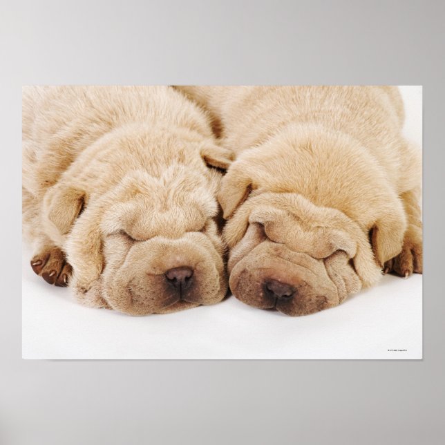 Póster Dos cachorros de Shar Pei durmiendo (Frente)