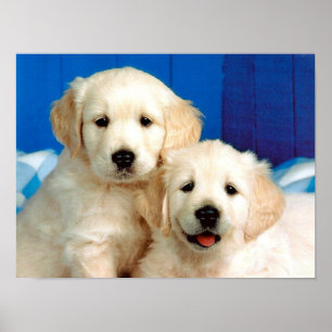 Póster Dos cachorros labrador acariciados