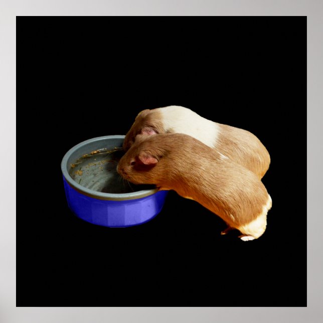 Póster Dos Cerdos De Guinea Marrón Y Blanco, (Frente)