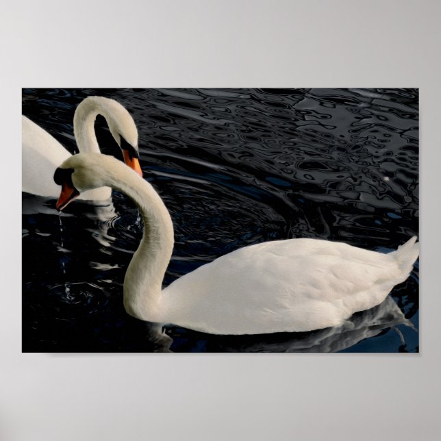 Póster Dos Cisnes (Frente)
