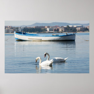 Póster Dos cisnes