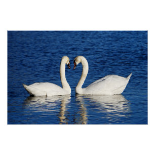 Póster Dos cisnes blancos forman Rótulo cardíaco