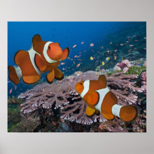 Póster Dos Clowfish