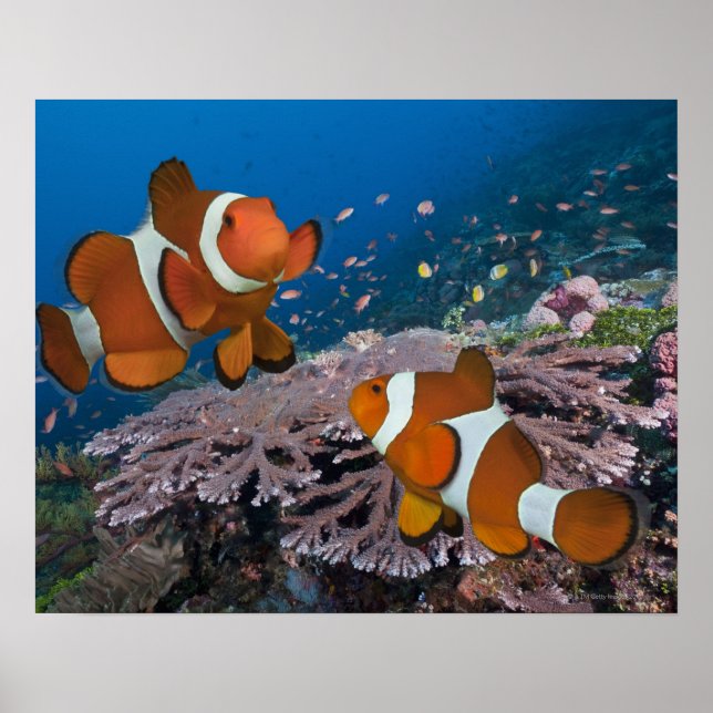 Póster Dos Clowfish (Frente)