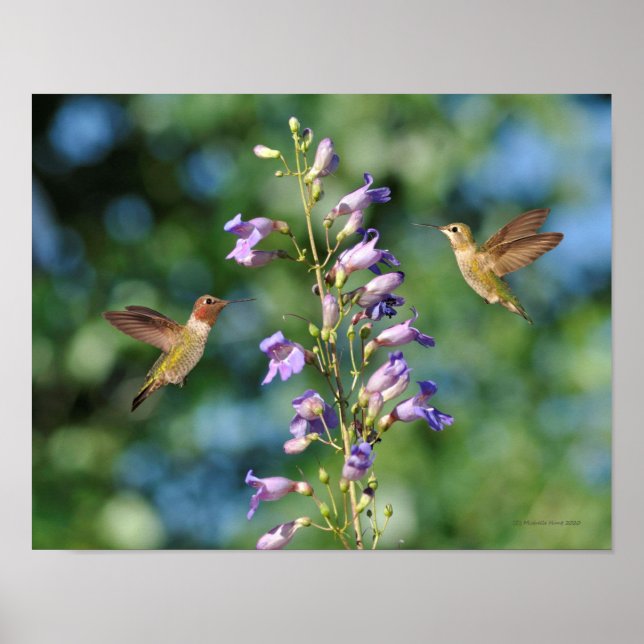 Póster Dos colibríes en vuelo con flores (Frente)