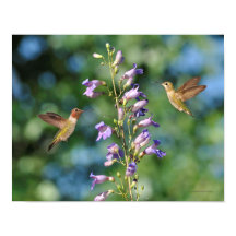 Dos colibríes en vuelo con flores