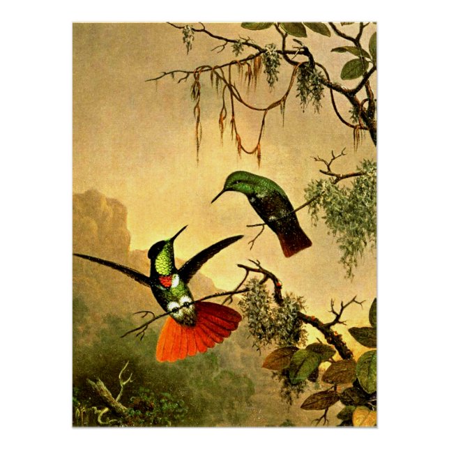Póster Dos colibríes portadores de visera encapuchados, (Anverso)