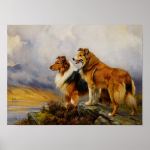 Póster Dos Collies Sobre Un Lago