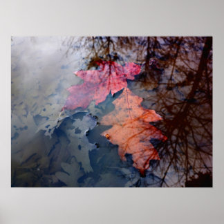 Póster Dos coloridas hojas de otoño en la piscina de agua