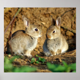 Póster Dos conejitos bebés