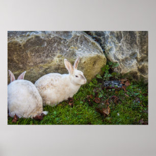 Póster Dos conejitos blancos