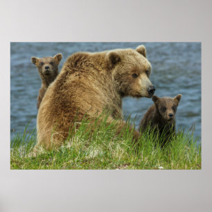 Póster Dos crías de oso pardo con madre junto al agua