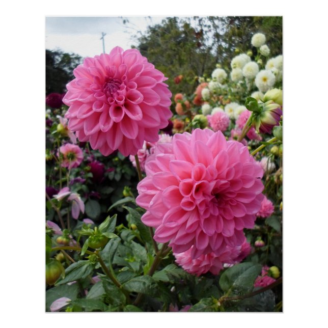 Póster Dos Dahlias Rosadas (Anverso)