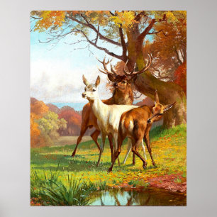 Póster Dos Deer Rojo Y Blanco En El Bosque
