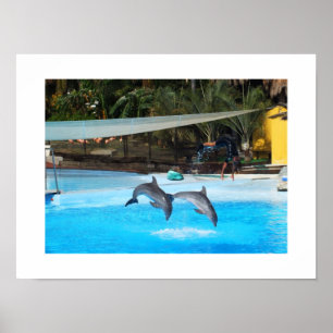 Póster Dos delfines animales