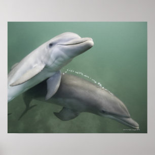 Póster Dos delfines subacuáticos