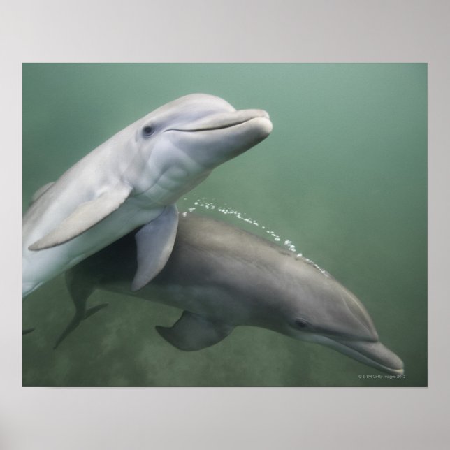 Póster Dos delfines subacuáticos (Frente)