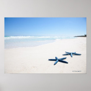 Póster Dos estrellas de mar azules en el borde del agua