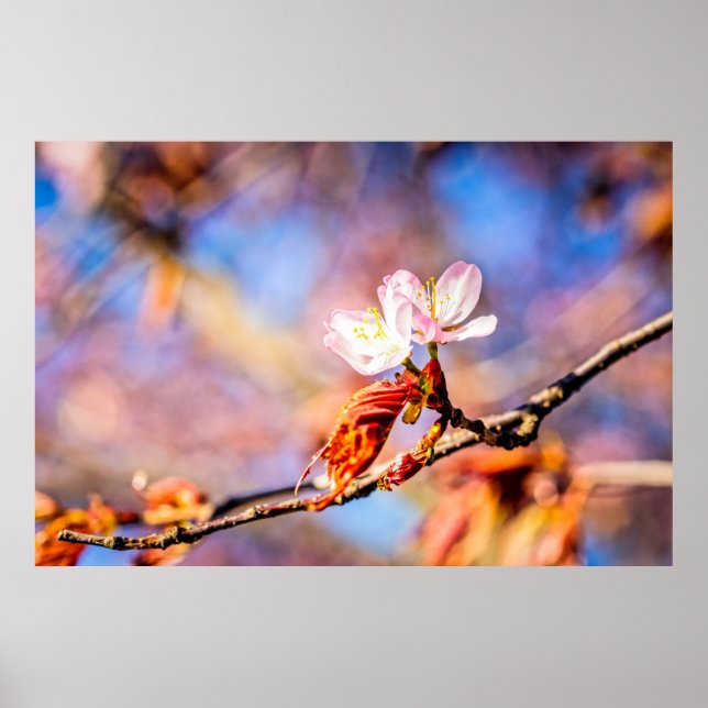 Póster Dos Flores Asombrosas De Sakura. Fondo rosa y azul (Frente)