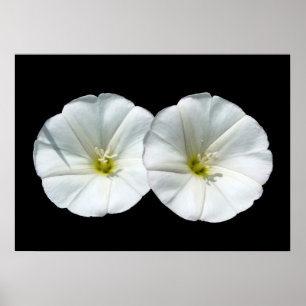 Póster dos flores blancas