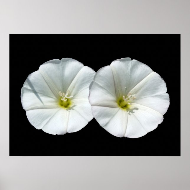 Póster dos flores blancas (Frente)