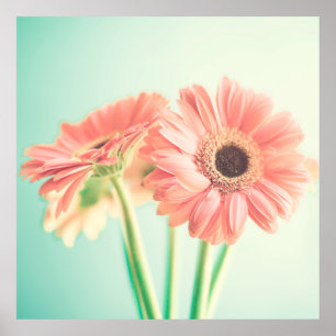 Póster Dos flores de rosa pálido