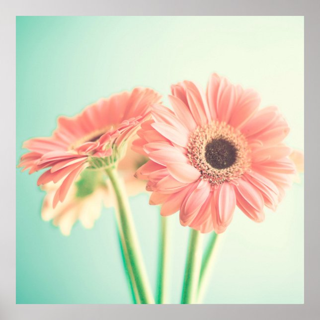 Póster Dos flores de rosa pálido (Frente)