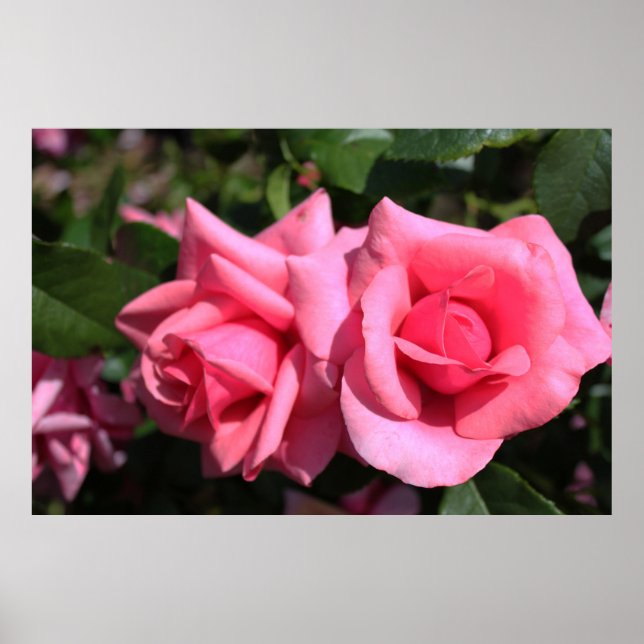 Póster dos flores de rosa rosadas calientes perfectas. am (Frente)