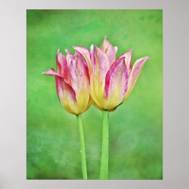 Póster Dos flores de tulipano doble pintura fotográfica (Frente)