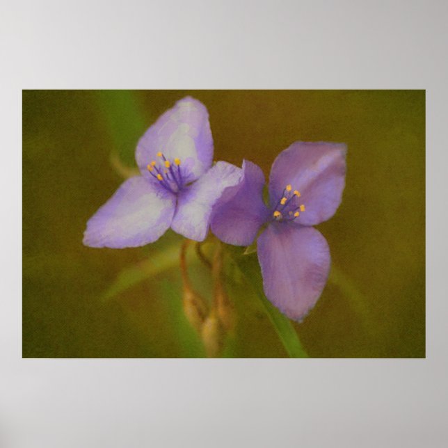 Póster Dos flores moradas Art Wildflower Poster (Frente)