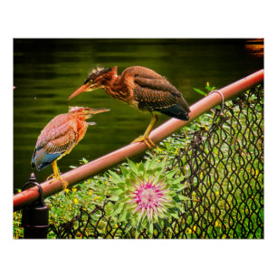 Póster Dos garzas verdes