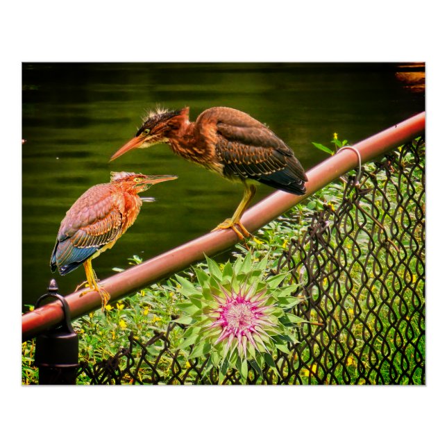 Póster Dos garzas verdes (Anverso)