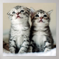 Dos gatitos banales