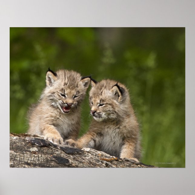 Póster Dos gatitos de Lynx (Lynx Canadensis) en Canadá (Frente)