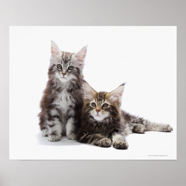 Póster Dos gatitos de Maine coon cat (Frente)