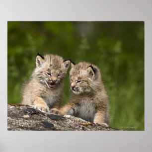 Póster Dos gatitos del lince de Canadá (lince Canadensis