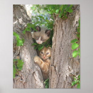 Póster Dos gatitos en un árbol