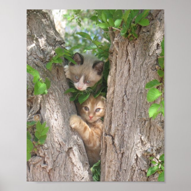 Póster Dos gatitos en un árbol (Frente)