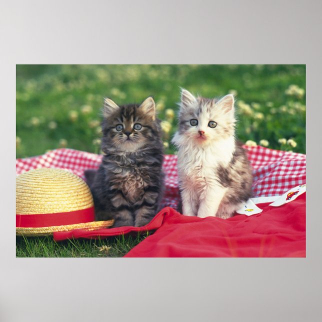 Póster Dos Gatitos Sentados En Una Cama De Colores Rojos (Frente)