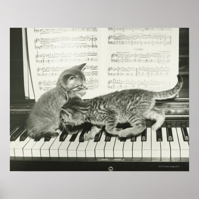 Póster Dos gatitos tocando en el teclado del piano, (B&W) (Frente)