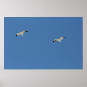 Póster Dos gaviotas volando en Poster A3