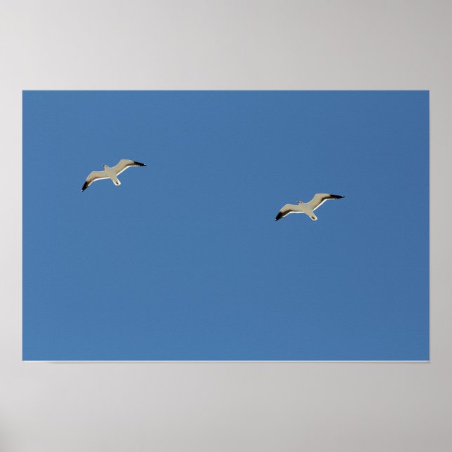 Póster Dos gaviotas volando en Poster A3 (Frente)