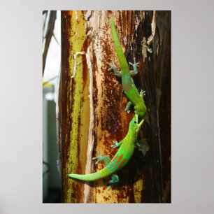 Póster Dos geckos del día del polvo de oro Phelsuma Latic