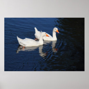 Póster Dos Geese Emden