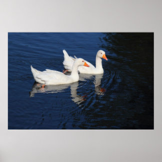 Póster Dos Geese Emden